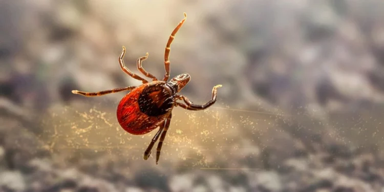 Изображение для новости: Клещи атакуют: десятки пострадавших в Костанайской области