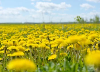 Изображение для новости: Погода резко меняется: от +7 до +32 и сильные грозы