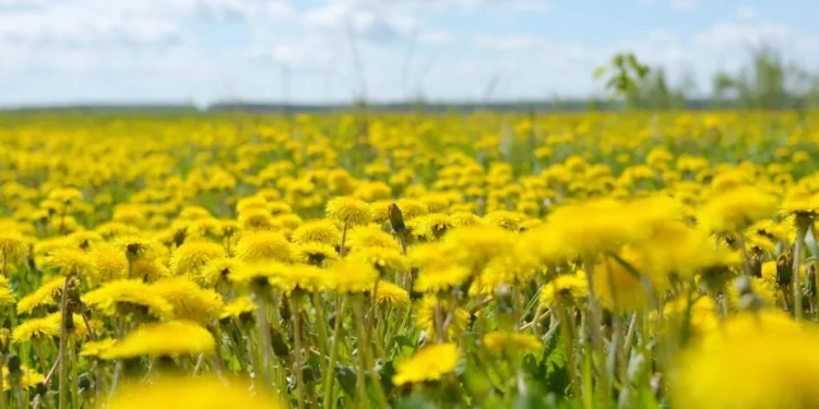 Изображение для новости: Погода резко меняется: от +7 до +32 и сильные грозы