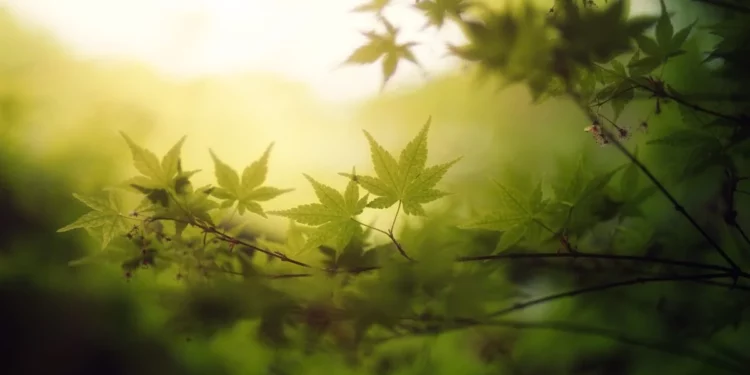 Изображение для новости: Дожди и заморозки до −3°C: синоптики дали прогноз