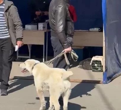 Изображение для новости: Рекордный «Зеленый коридор»: костанайцы массово привели питомцев