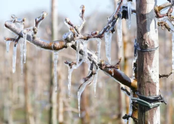 Изображение для новости: Погода в Казахстане: север замёрзнет, юг накроют грозы