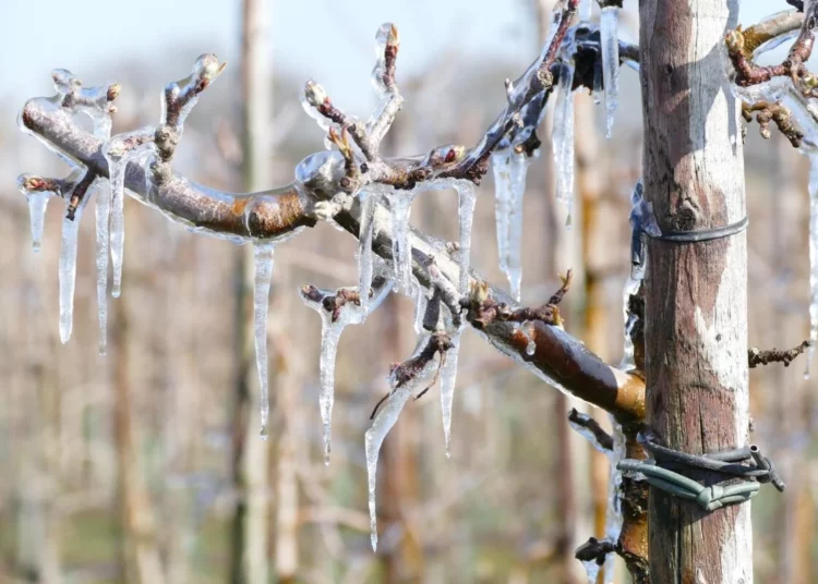 Изображение для новости: Погода в Казахстане: север замёрзнет, юг накроют грозы