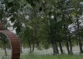Изображение 4 для В Костанае хотят обновить концепцию тюльпанового поля