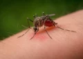 Изображение 2 для Опасность в одном укусе: казахстанцев предупредили о болезнях, переносимых комарами