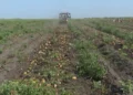 Изображение 2 для «Хотим возродить»: в Костанайской области взялись за торгайский арбуз