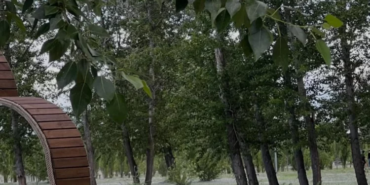 Изображение для новости: Ваши новости: что будет с клумбой в Триатлон-парке после цветения тюльпанов?