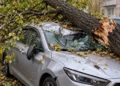 Изображение 2 для Потом автолюбители пишут иски»: аким Костаная потребовал вовремя спиливать опасные деревья